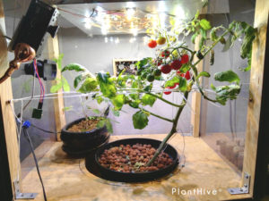 plant_tomatos_4wm
